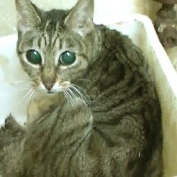 גם חתולים משמשים לניסויים במעבדות באדיבות "מאחורי דלתות המעבדה"