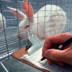 מידע על ניסויים בבעלי חיים ייחשף לציבור (ynet)