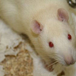 Sprague Dawley rat, photo by Jean-Etienne Minh-Duy Poirrier, http://www.flickr.com/photos/jepoirrier/422469518/in/set-72157594329856603/. http://www.flickr.com/photos/jepoirrier/422469518/in/set-72157594329856603/ This file is licensed under the Creative Commons Attribution-Share Alike 2.0 Generic