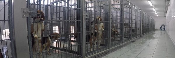 גרמניה: פעילי זכויות בעלי חיים קוראים לסגור את מעבדת LPT